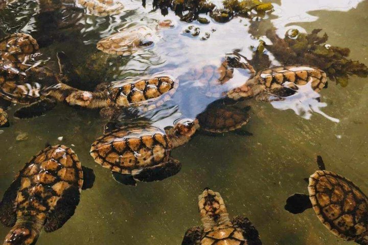 Efate Island Tour – Village, Turtles, Blue Lagoon & Eden River