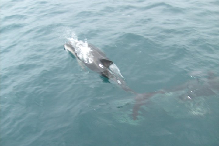Dolphin and Seal Catamaran Cruise