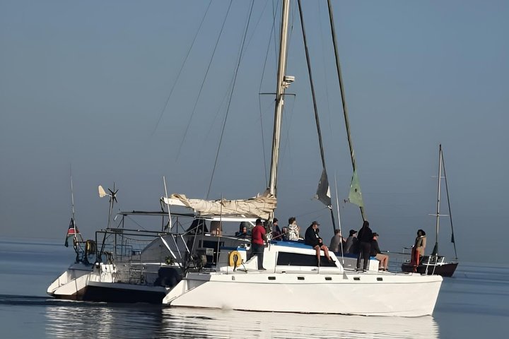 Dolphin and Seal Catamaran Cruise