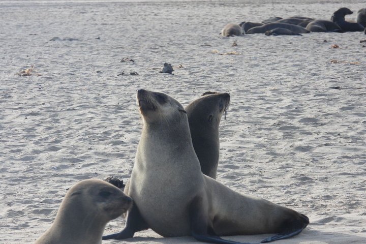 Sandwich Harbour Adventure Seals and Sandwich harbour dune drive