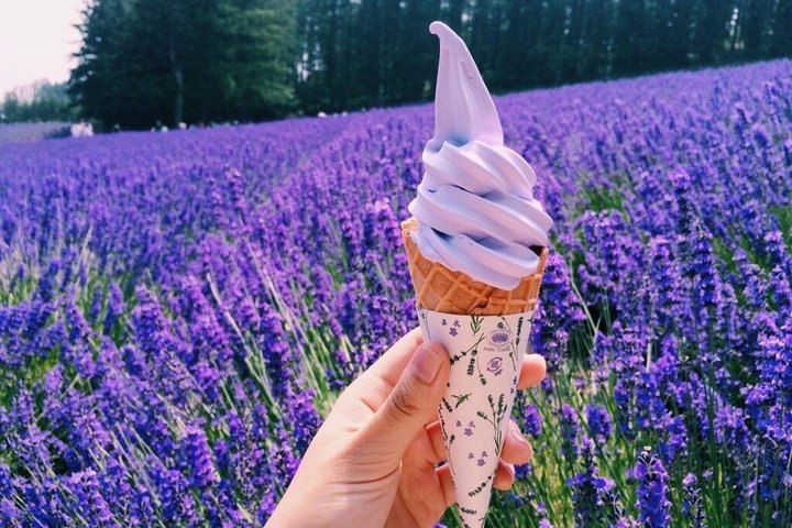 Hokkaido: Biei Blue Pond and Furano Flower Farm Day Trip