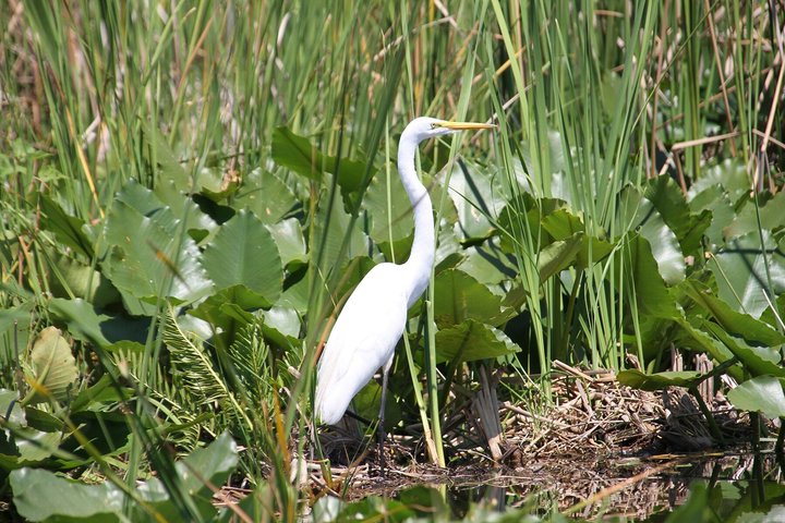 Everglades VIP Airboat Tour with Transportation Included