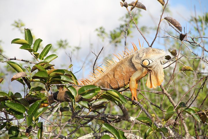 Everglades VIP Airboat Tour with Transportation Included