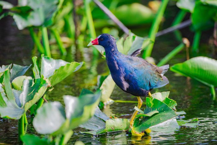 Everglades VIP Airboat Tour with Transportation Included