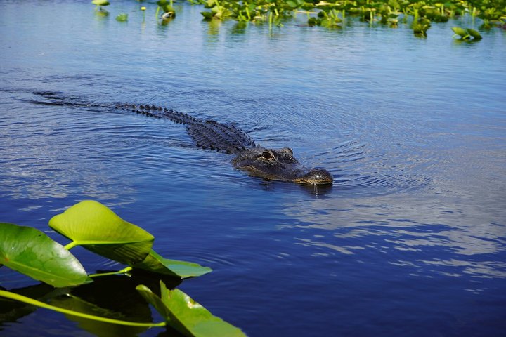 Everglades VIP Airboat Tour with Transportation Included