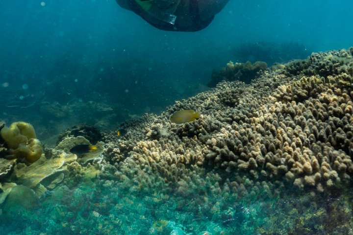 Aquascene Circumnavigation Magnetic Island Tour