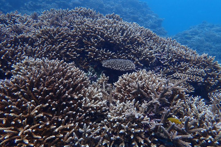 Diving experience on Ishigaki Island - including equipment rental - Shower available - Photo gift -