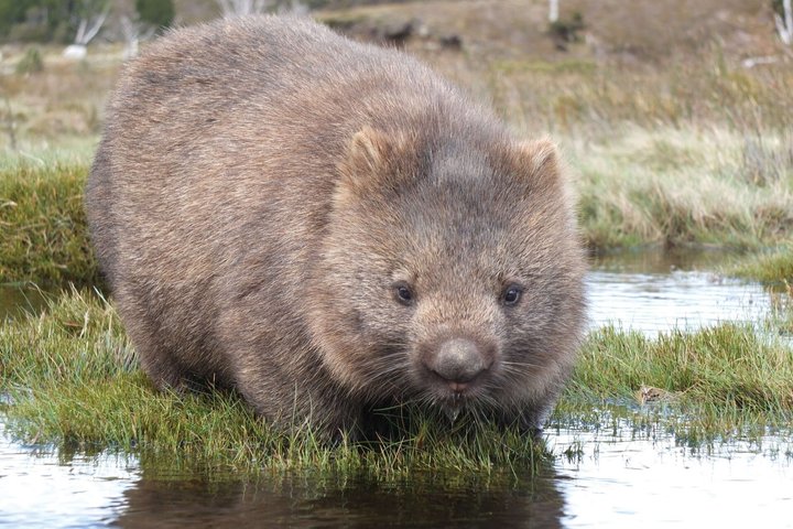 Cradle Mountain Half Day Park Explorer Tour with Lunch