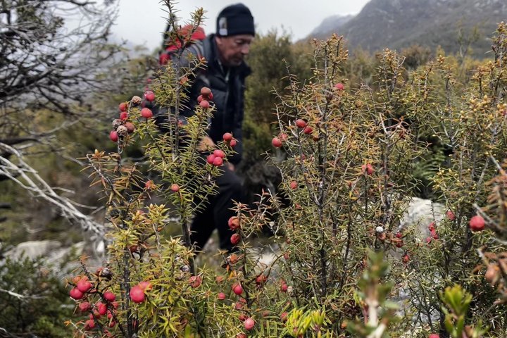 Cradle Mountain Half Day Park Explorer Tour with Lunch