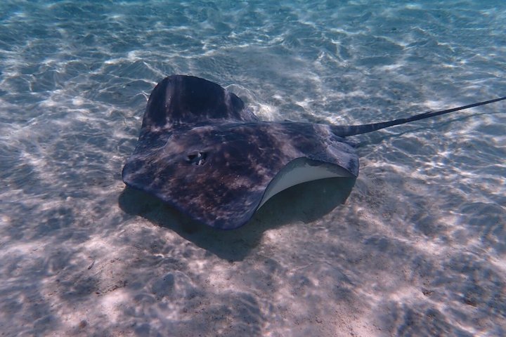Snorkeling in Taha’a or Raiatea – Half Day by Iriatai Excursions