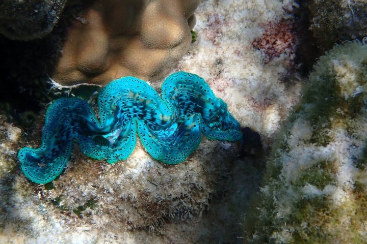 Snorkeling in Taha’a or Raiatea – Half Day by Iriatai Excursions