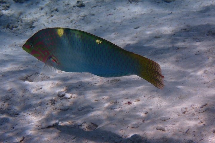 Snorkeling in Taha’a or Raiatea – Half Day by Iriatai Excursions