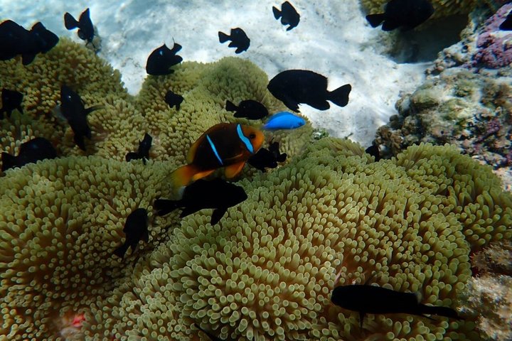 Snorkeling in Taha’a or Raiatea – Half Day by Iriatai Excursions