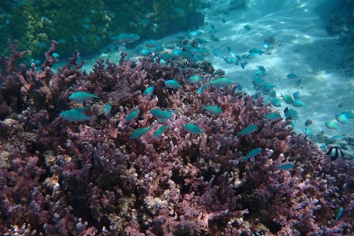 Snorkeling in Taha’a or Raiatea – Half Day by Iriatai Excursions