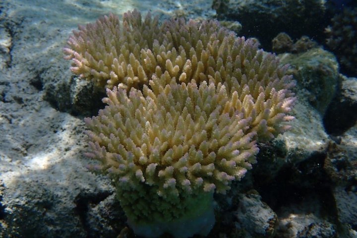 Snorkeling in Taha’a or Raiatea – Half Day by Iriatai Excursions
