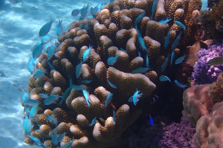 Snorkeling in Taha’a or Raiatea – Half Day by Iriatai Excursions