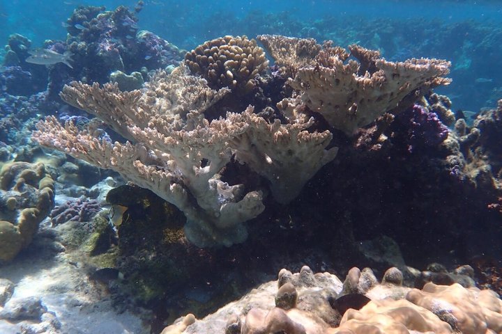 Snorkeling in Taha’a or Raiatea – Half Day by Iriatai Excursions