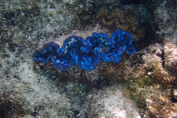 Snorkeling in Taha’a or Raiatea – Half Day by Iriatai Excursions