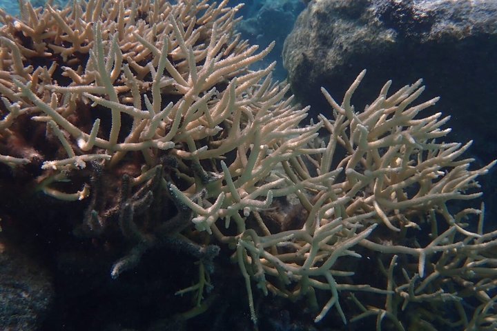Snorkeling in Taha’a or Raiatea – Half Day by Iriatai Excursions