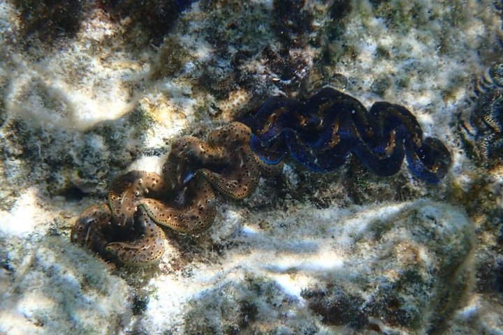 Snorkeling in Taha’a or Raiatea – Half Day by Iriatai Excursions