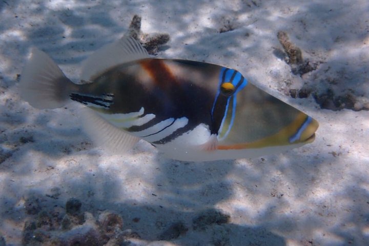 Snorkeling in Taha’a or Raiatea – Half Day by Iriatai Excursions