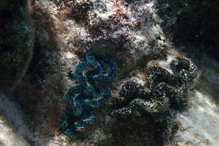 Snorkeling in Taha’a or Raiatea – Half Day by Iriatai Excursions