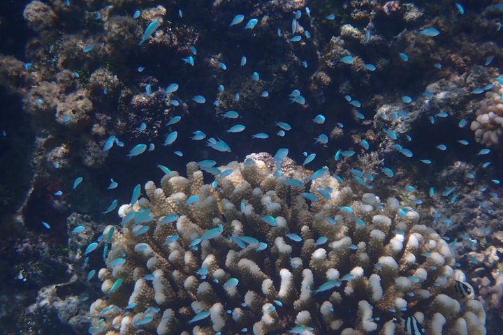 Snorkeling in Taha’a or Raiatea – Half Day by Iriatai Excursions