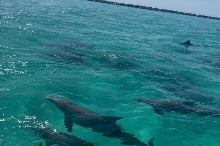 Dolphin Cruise in Destin FL