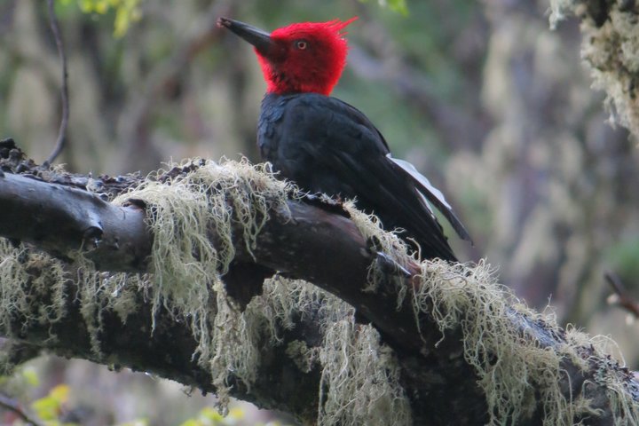 Half-Day Hidden Patagonia Tour from San Martín de los Andes