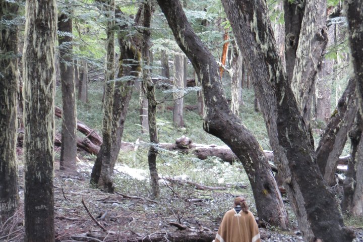 Half-Day Hidden Patagonia Tour from San Martín de los Andes