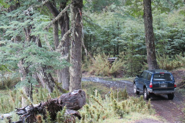 Half-Day Hidden Patagonia Tour from San Martín de los Andes