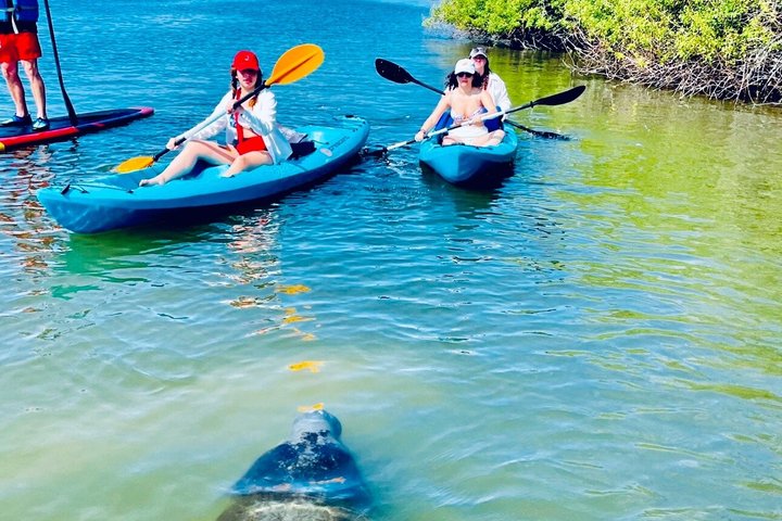 Dolphin and Manatee Adventure Tour of Merritt Island