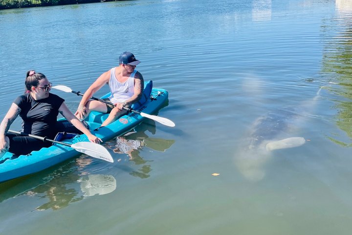 Dolphin and Manatee Adventure Tour of Merritt Island