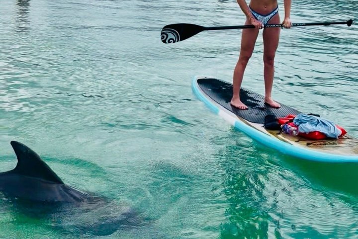 Dolphin, Manatee and Sea Turtle Adventure Tour of Bonita Springs