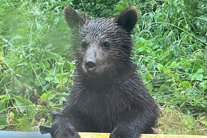 One day trip Bear Sanctuary, Dracula Castle, Rasnov Fortress from Brasov
