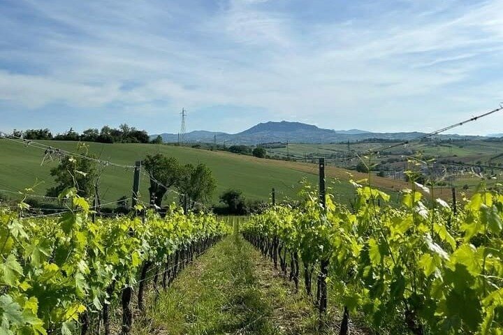 Organic Wine Tasting and Local Food with View near Rimini
