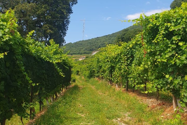 Tour in the Prosecco Hills Tour from Padua