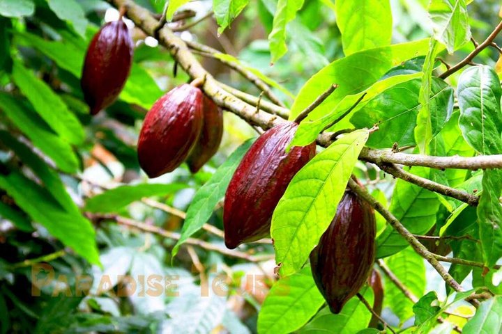 Cacao Road Excursion: plantations, processes, tasting and culture