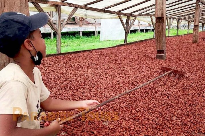 Cacao Road Excursion: plantations, processes, tasting and culture