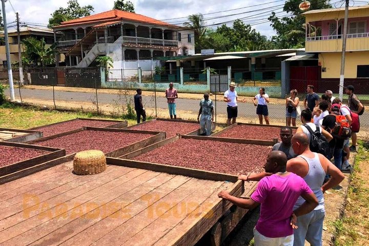 Cacao Road Excursion: plantations, processes, tasting and culture