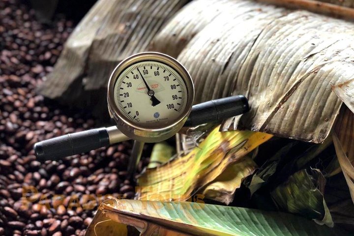 Cacao Road Excursion: plantations, processes, tasting and culture