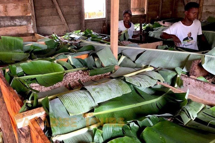 Cacao Road Excursion: plantations, processes, tasting and culture