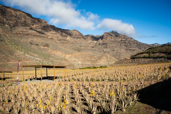 Gran Canaria from the Heights with visit to Fataga and Tejeda
