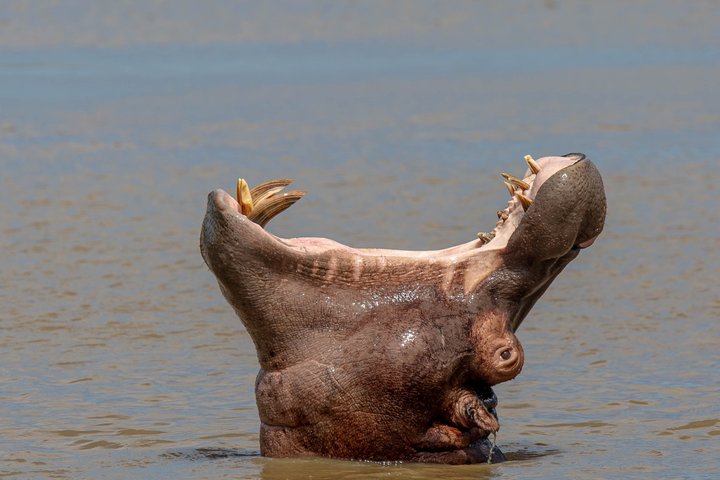 Hippo and Croc Boat Cruise in St Lucia Estuary Kwazulu Natal