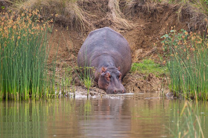 Hippo and Croc Boat Cruise in St Lucia Estuary Kwazulu Natal