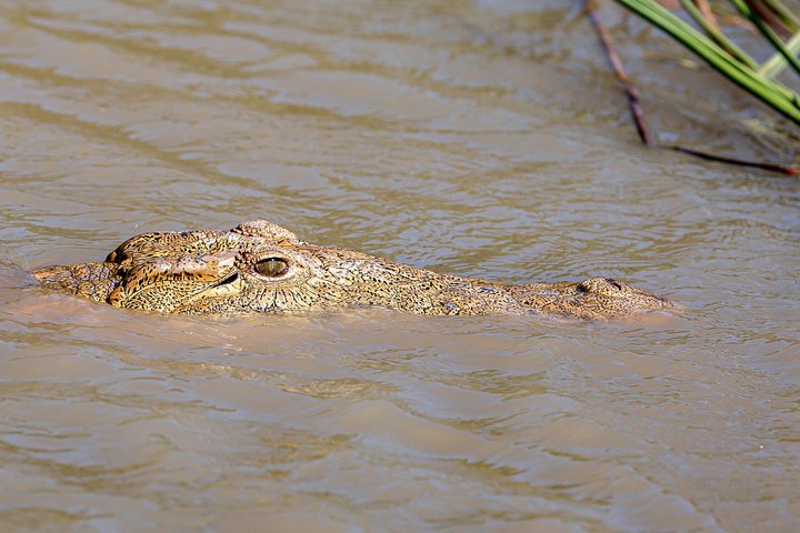 Hippo and Croc Boat Cruise in St Lucia Estuary Kwazulu Natal