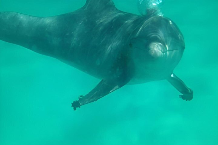 Dolphin & Sightseeing Cruise in Panama City Beach (1.5 hours)