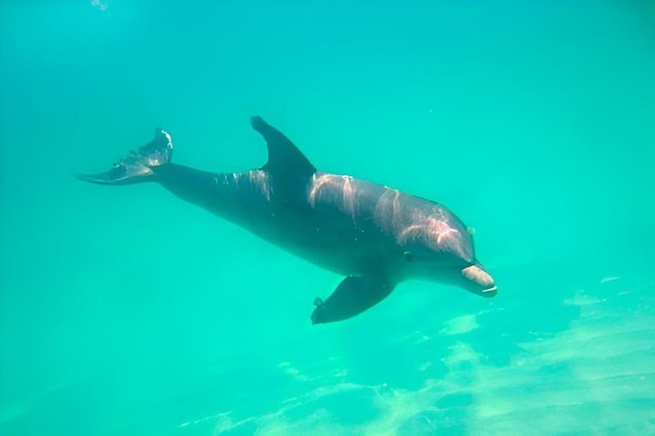 Dolphin & Sightseeing Cruise in Panama City Beach (1.5 hours)