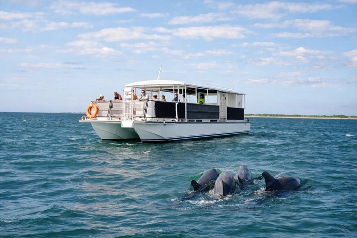 Dolphin & Sightseeing Cruise in Panama City Beach (1.5 hours)