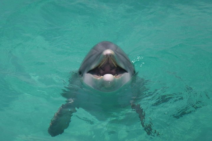 Dolphin & Sightseeing Cruise in Panama City Beach (1.5 hours)